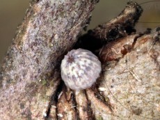 Allophyes oxyacanthae_яйцо_2